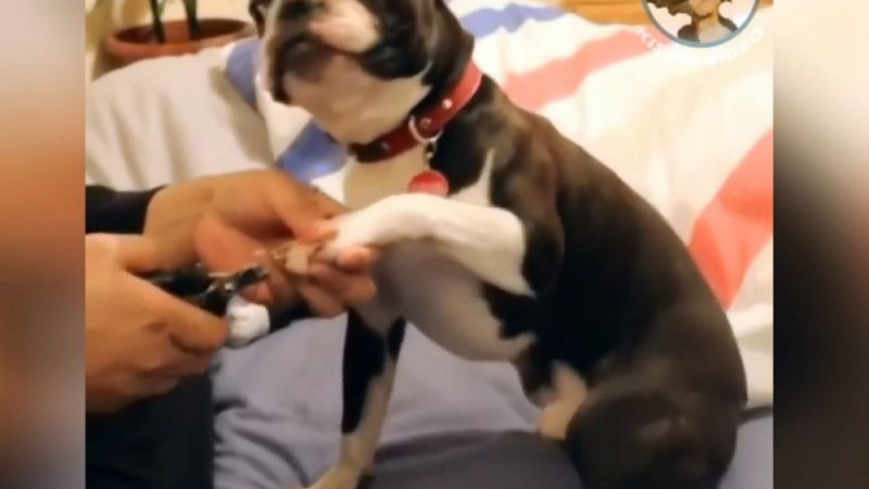 Дайте му "Оскар"! Реакцията на куче, докато му изрязват ноктите, развесели мрежата ВИДЕО