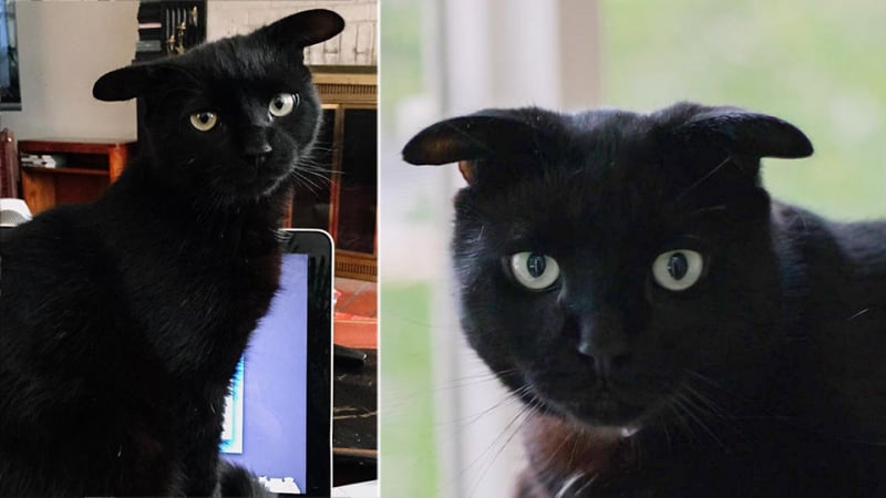 Тъжна котка с необичайни уши стана звезда в мрежата