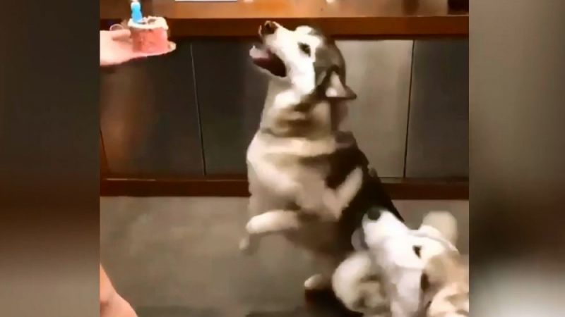 Забавната реакция на куче на рождения си ден развесели мрежата ВИДЕО