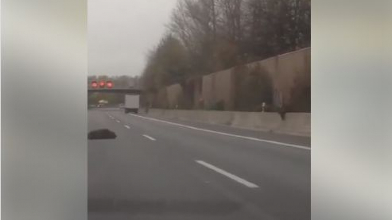 Уникално ВИДЕО от Германия показва как животни пресичат немските магистрали