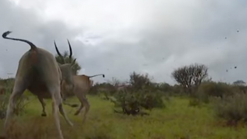 Борба за живот в невиждано ВИДЕО: Сложиха камера на гепард...