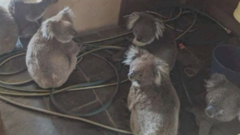Пожарникарите в Австралия спасяват коали от огнената стихия
