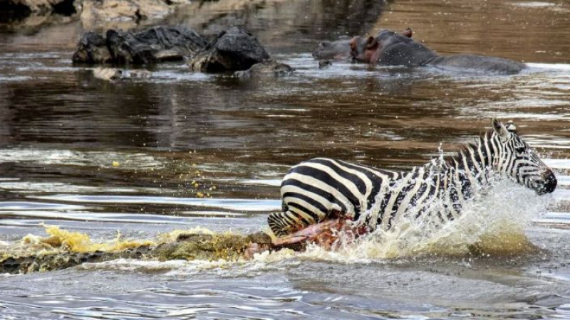 Ужасяващо: Гладен крокодил разпори корема на бягаща от него зебра СНИМКИ 18+