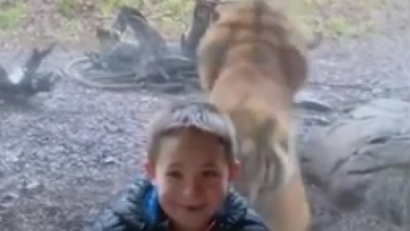 Уникално ВИДЕО с тигър, нападащ малко дете в зоопарк, взриви мрежата