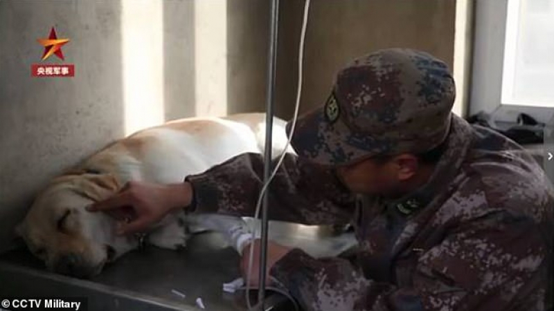 ВИДЕО с войник, който се прощава с умиращо куче, просълзи целия свят