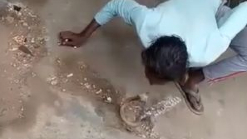 Младеж опита да целуне кобра и си плати за дързостта ВИДЕО 