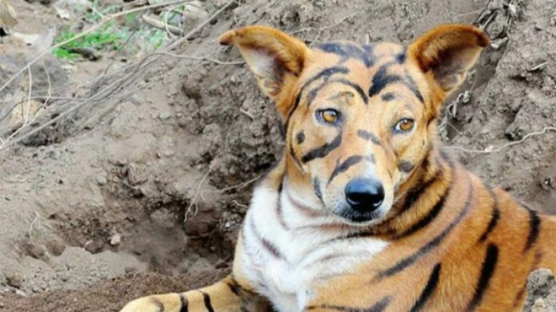 Индиец боядиса кучето си като тигър, за да защити посевите от арогантни маймуни