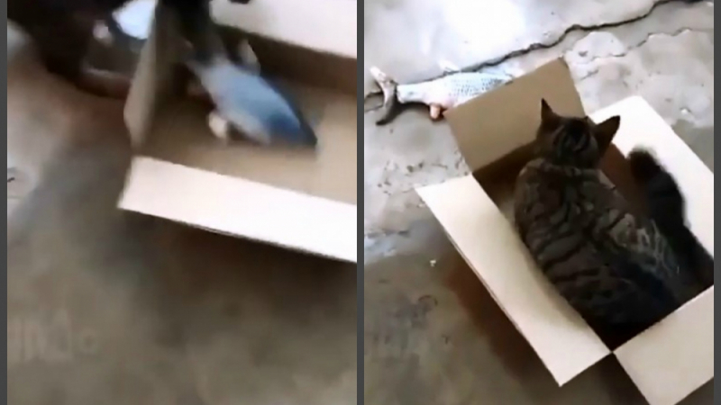 Не е истина какво направи котка с риба в кутия ВИДЕО