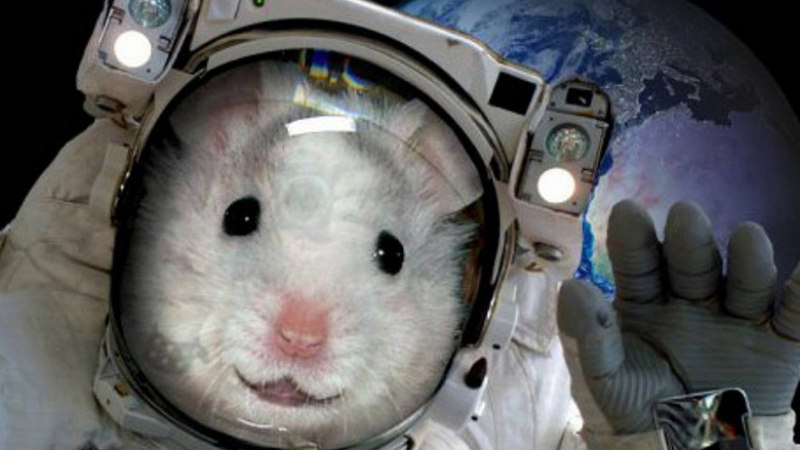 Мишка и муха се мотаят по корпуса на Dragon по време на полет в космоса ВИДЕО