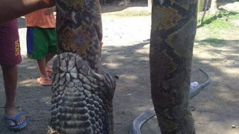 Зрелищно ВИДЕО: Смъртоносна кобра налапа цял питон 