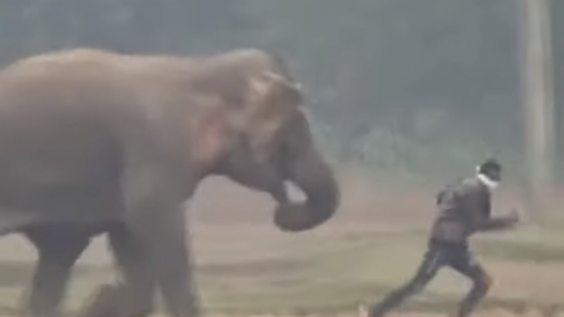 Пиян мъж се опита да направи селфи със слон в Индия и ето какво стана ВИДЕО