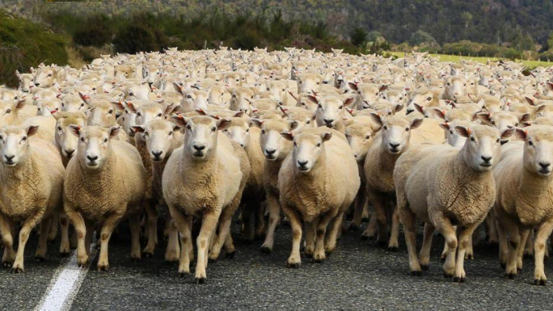 Крадци отмъкнали близо 200 овце с хитра тактика