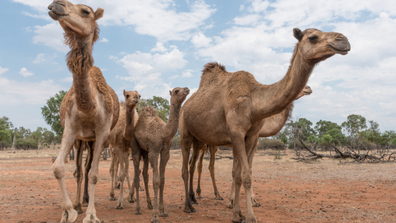 Made in BG: Глезят камилите на шейховете с нашенска... 