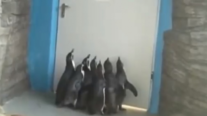 Смайващо ВИДЕО с танцуващи пингвини и говорещо куче 