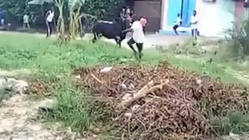 Подивяла крава се нахвърли върху тълпа зяпачи ВИДЕО