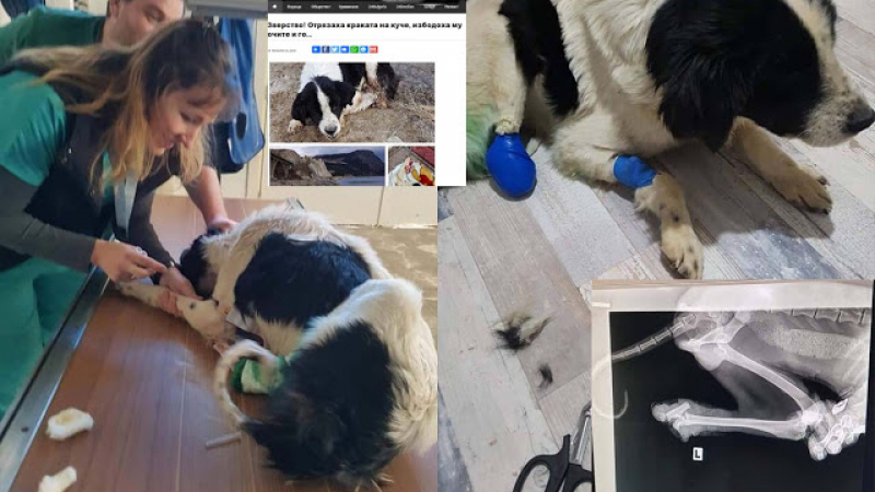 Ето какво се случва с жестоко осакатеното куче, открито край язовир „Студен кладенец“ 