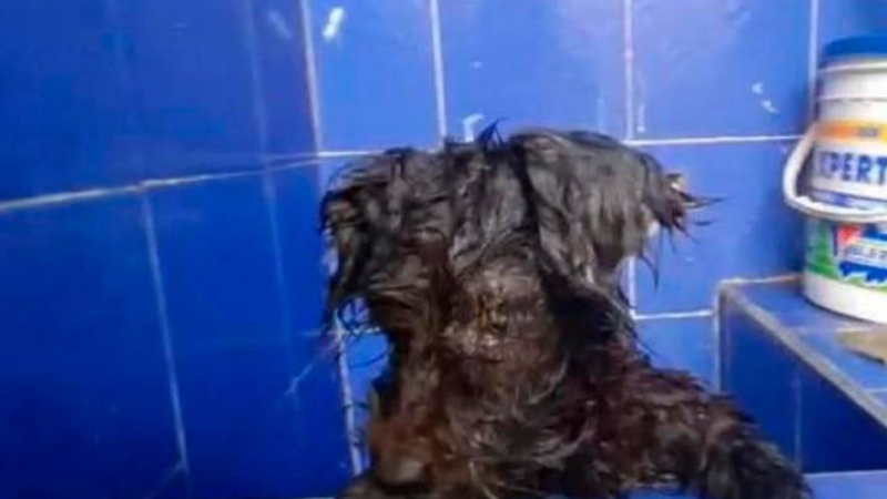 Собственици залепиха очите на куче, за да не ги гледа и го изхвърлиха СНИМКА