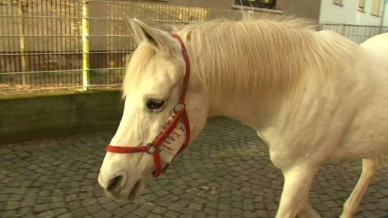 Мистично: Бял кон от 15 години всеки ден се разхожда сам из Франкфурт ВИДЕО