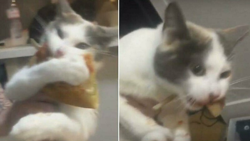 Котка не иска да върне на собственичката откраднато парче пица ВИДЕО