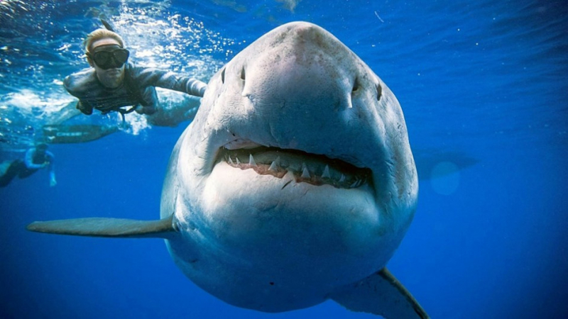 Най-кървавите нападения от акули в историята