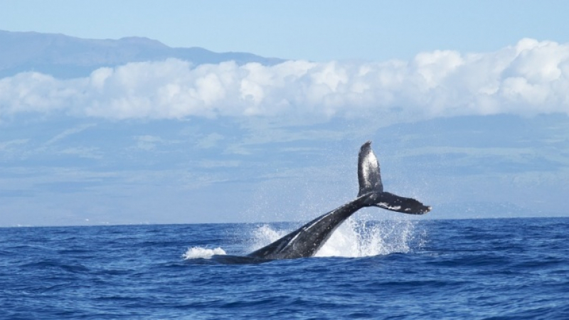 Учени: Слънчевите бури объркват сивите китове