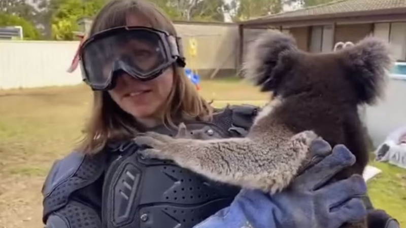 Журналистка надяна бронежилетка, за да подържи коала, и стана за смях ВИДЕО 