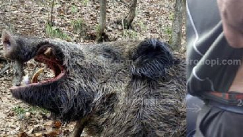 Филм на ужасите в Родопите: Опитен авджия гръмна огромен глиган, но звярът не се предаде и... СНИМКА 18+