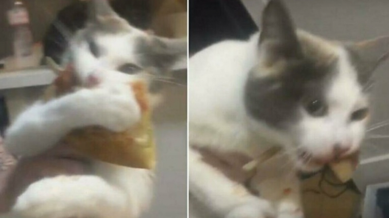 Лоша котка не дава на стопанката си откраднато парче пица ВИДЕО