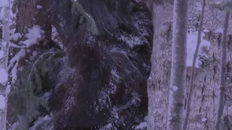 Огромен Снежен човек беше заснет в канадска гора ВИДЕО