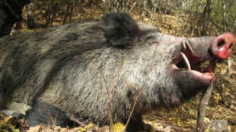 Проф. Георги Георгиев: Трябва да се удължи ловът на дива свиня - намалявайки броя на прасетата, намаляваме и африканската чума