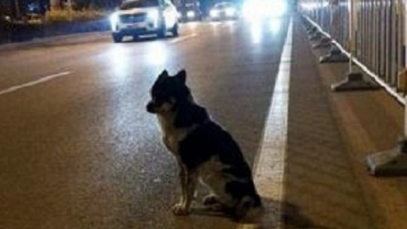 Куче чака от 80 дни убитата си в пътен инцидент стопанка точно на мястото на фаталната катастрофа