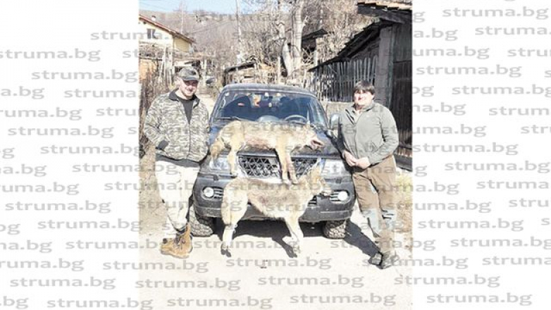 Топстрелец от Брежани удари 70-килограмов звяр СНИМКИ