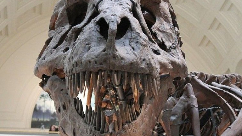 Сензация в САЩ: Откриха огромен динозавър с радиоактивен череп СНИМКИ
