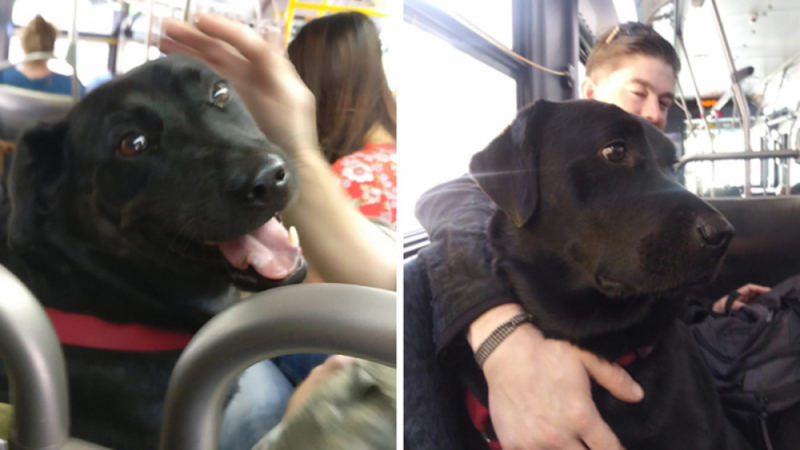 Куче спечели сърцата на всички, возейки се самостоятелно в автобуса СНИМКИ
