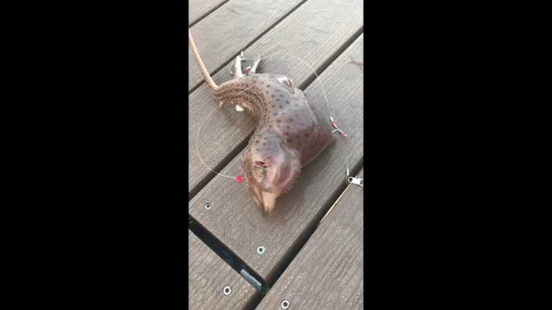Хванаха странно морско чудовище с пипала и муцуна на опосум ВИДЕО