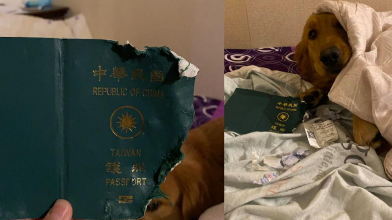 Кученце нагриза паспорта на стопанката си и така ѝ спаси живота 