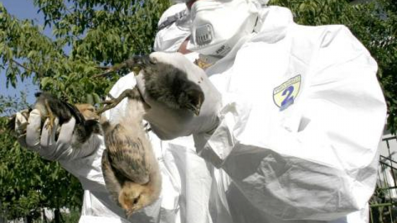 Има огнище на птичи грип до българската граница