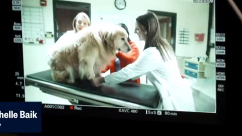 Американец даде 6 млн. долара за ветеринари, спасили кучето му