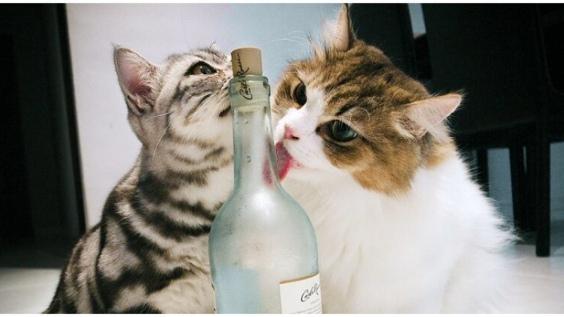 Котка устрои погром в алкохолната секция на магазин ВИДЕО