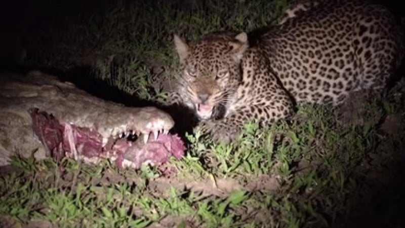 Страховито ВИДЕО с леопард, крокодил и антилопа смрази мрежата
