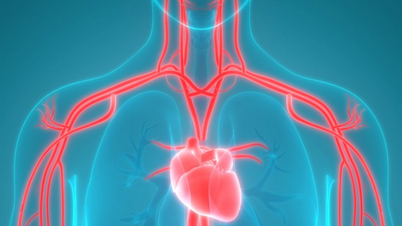 Откриха ми хипертрофия на сърцето, какво е това и колко е опасно?
