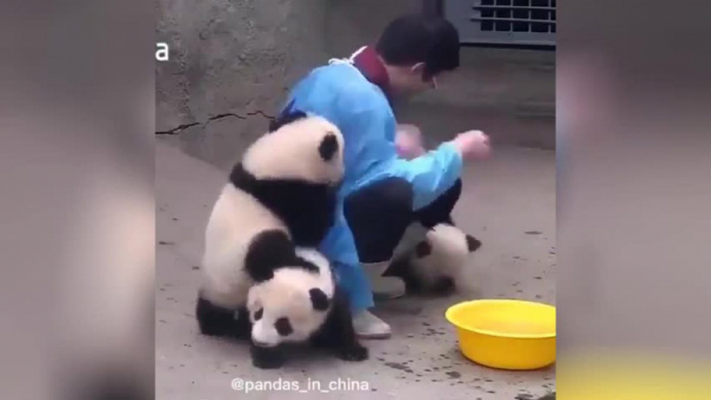 Показаха на ВИДЕО работата на гледач на панди и сега всички искат да я вършат