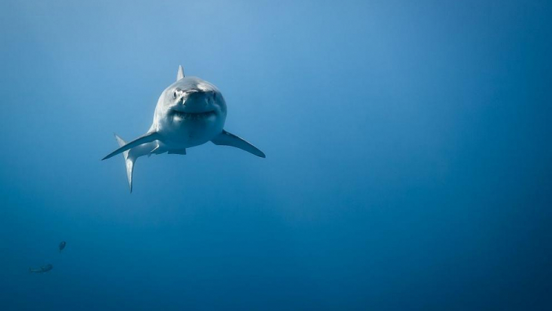 Мистериозно струпване на огромни акули край плажове в САЩ