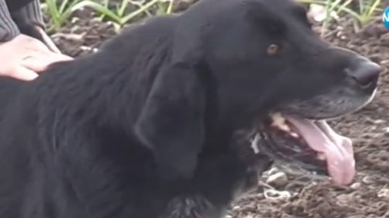 Изумителната история на кучето Барни от Бургас, което се загуби, а месец по-късно... ВИДЕО