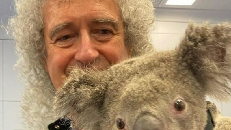 Брайън Мей свири за коала, оцеляла в пожарите в Австралия ВИДЕО