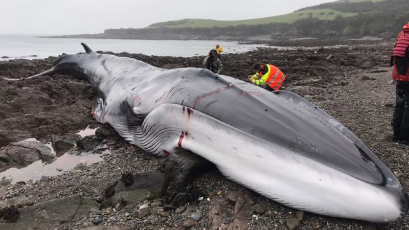 Огромен кит умря в адски мъки на брега в Югозападна Англия СНИМКИ 18+