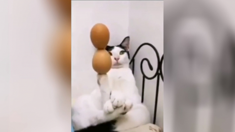 Ловка котка показа суперспособност и изуми интернет ВИДЕО