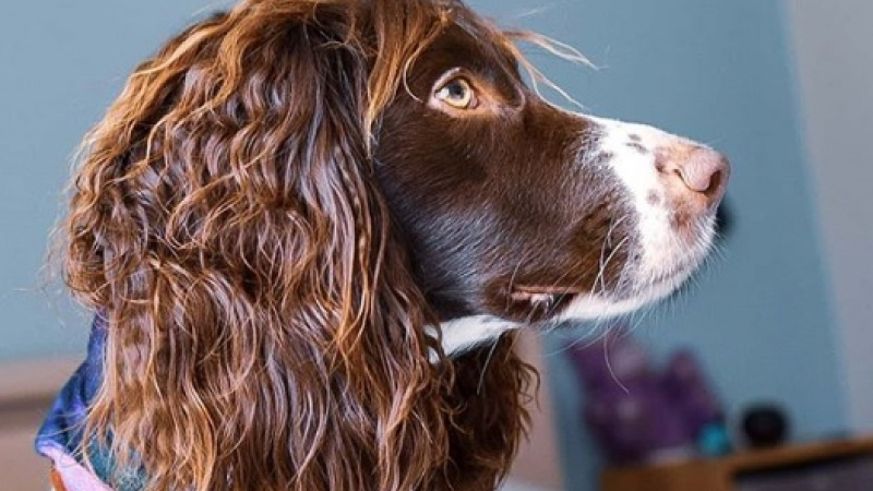 Кученце стана звезда в Инстаграм заради необичайната си прическа СНИМКИ 