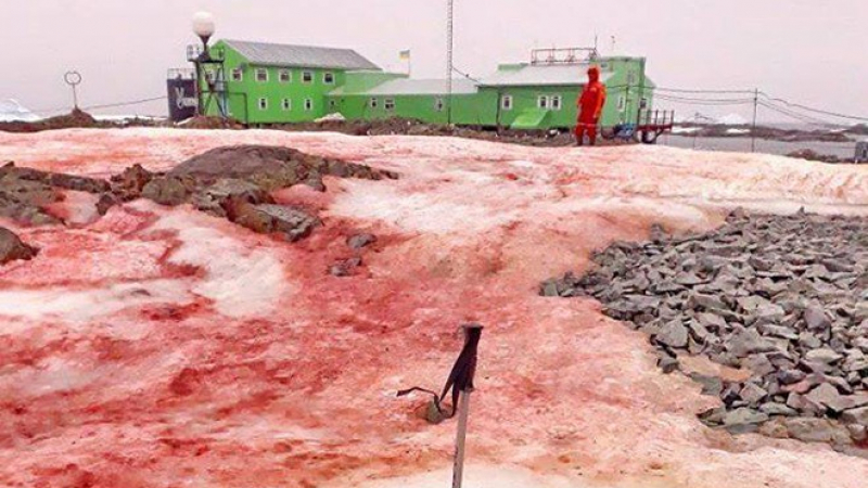 Знамение? Украинската станция в Антарктика потъна в кървав сняг СНИМКА