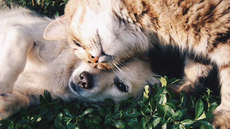 Хибрид между котка и куче стана хит в мрежата СНИМКИ